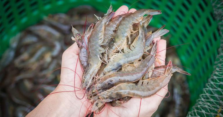 Thả tôm giống nhân ngày truyền thống của ngành thủy sản Việt Nam